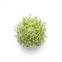 Alfalfasprossen/Alfalfakeimlinge, roh