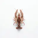 Edelkrebs/Flusskrebs, tiefgefroren