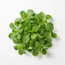 Feldsalat/Rapunzel, roh