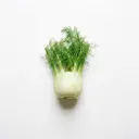 Fenchelblatt/Bologneser Fenchel, roh