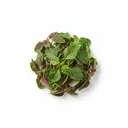 Gemüseamaranth gedünstet