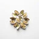 Große Sandklaffmuschel gekocht