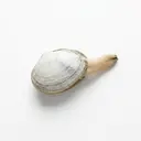 Große Sandklaffmuschel roh