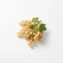 Johannisbeere weiß, roh