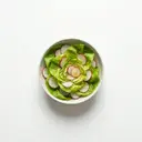Kopfsalat mit Radieschen und Essigmarinade