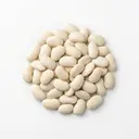 Limabohne (Butterbohne Mondbohne) reif