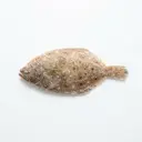 Rotzunge tiefgefroren