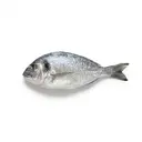 Schafskopf (Meerbrasse) roh