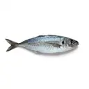 Schildmakrele/Stöcker, roh