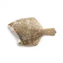 Steinbutt tiefgefroren