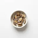 Venusmuschel gekocht