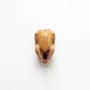 Wachtel Fleisch, ohne Haut, gebraten ohne Fett (Ofen)