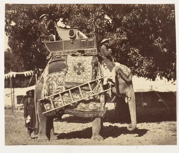 Foto von Bengalisches Ledikeni Lady Canning – fertig angerichtet