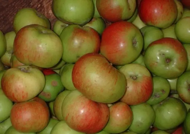 Foto von Bramley-Apfelkompott englisch – fertig angerichtet