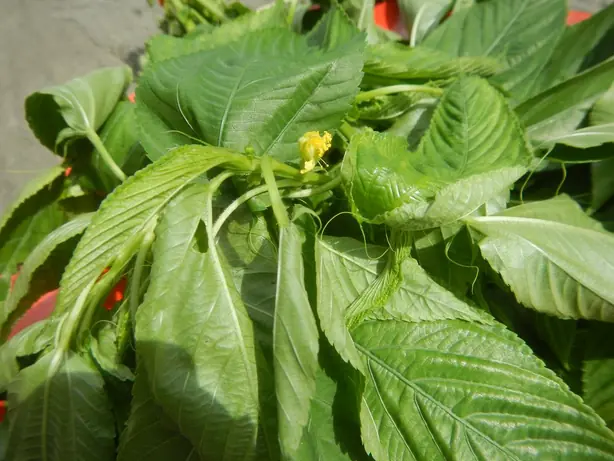 Foto von Ilocano Dinengdeng Klassisch – fertig angerichtet
