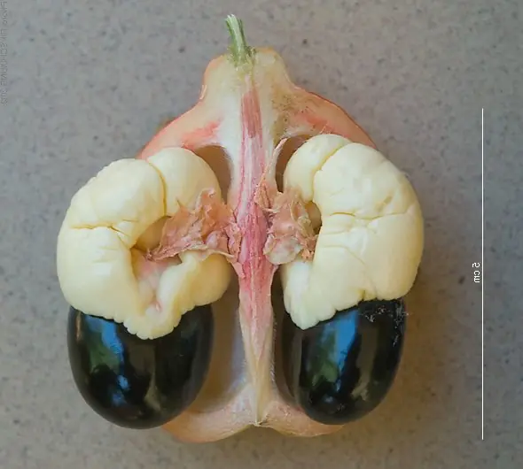 2013.11-411-169 Akee,fruit(part),seed&aril(i-s) Bobo-Dioulasso,BF thu14nov2013-0953h – Foto: Rik Schuiling / TropCrop - Tro (CC BY-SA 3.0)