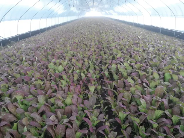 Foto von Koreanische Senfgemüse-Pfanne – fertig angerichtet