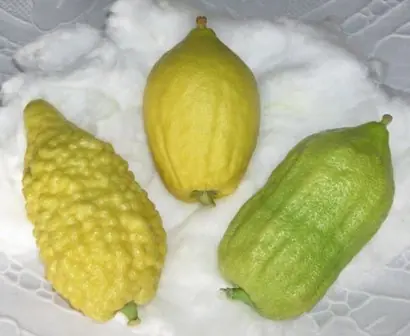 Foto von Klassisches selbstgemachtes Zitronat – fertig angerichtet