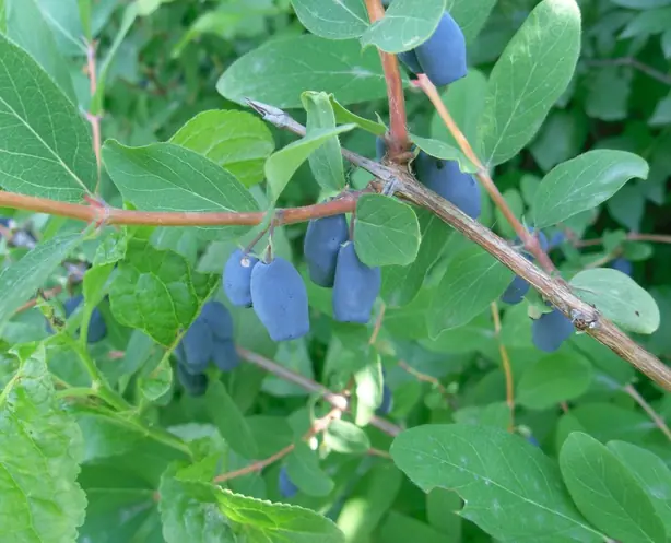 Cook Snap von kochcode-team