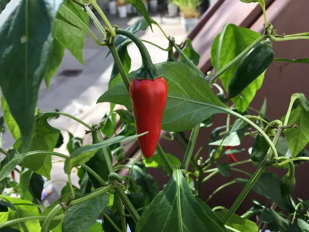 Foto von Scharfes Chiliöl Szechuan-Art – fertig angerichtet