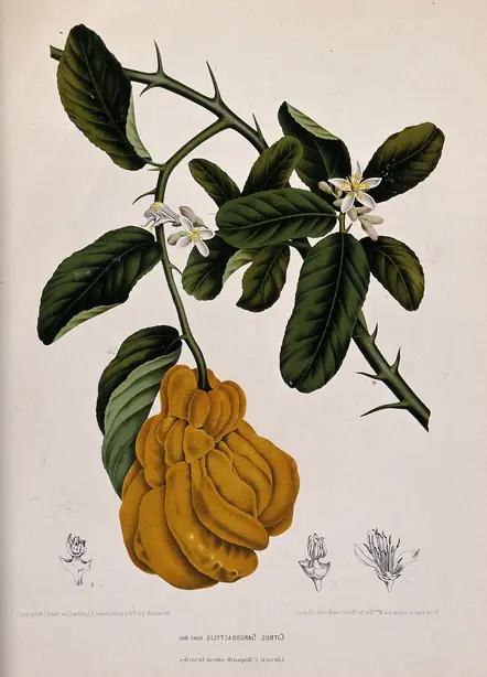 Cook Snap von kochcode-team