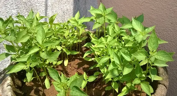 Cook Snap von kochcode-team