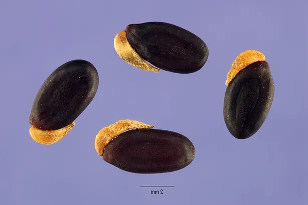 Foto von Kängurufilet mit Zitronenmyrte-Kruste – fertig angerichtet