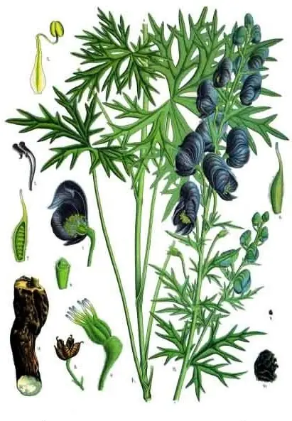 Cook Snap von kochcode-team