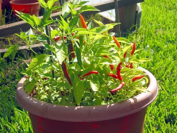 Foto von Kongolesisches Poulet à la Moambe – fertig angerichtet