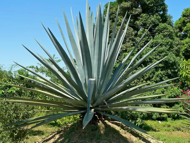 Agave tequilana 2 – Foto: Stan Shebs (CC BY-SA 3.0)