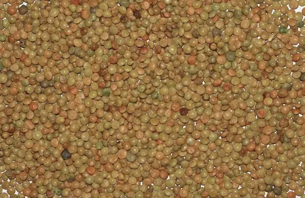 Foto von Schwäbische Linsen mit Spätzle – fertig angerichtet