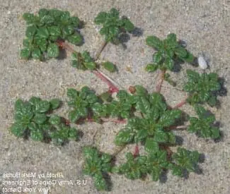 Foto von Amaranth-Porridge – fertig angerichtet