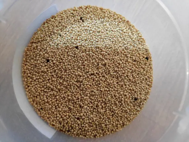 Amaranth Grain – Foto: Gaurav Dhwaj Khadka (CC BY 4.0)