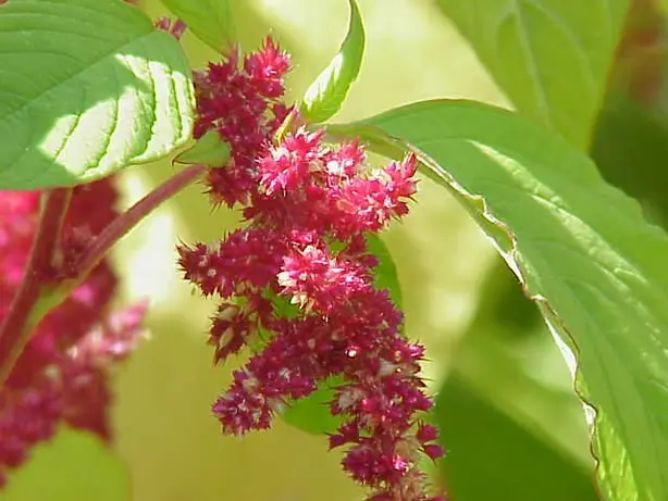 Amaranthus tricolor0 – Foto: Kurt Stüber [1] (CC BY-SA 3.0)