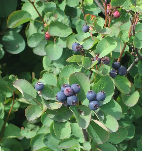 Cook Snap von kochcode-team