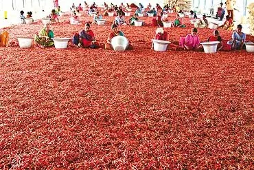 Cook Snap von kochcode-team