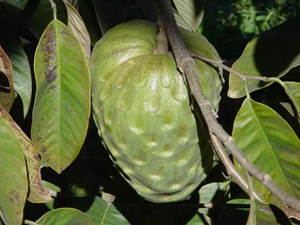 Foto von Chilenische Chirimoya Alegre – fertig angerichtet