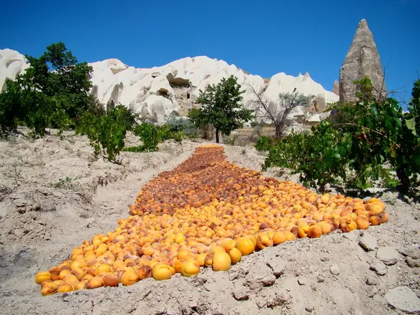 Cook Snap von kochcode-team