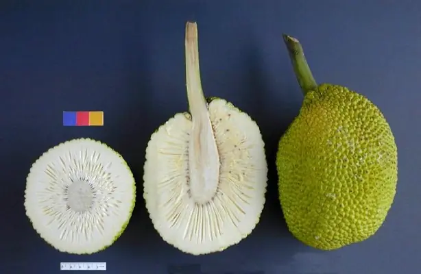 Foto von Karibisches Brotfrucht-Curry – fertig angerichtet