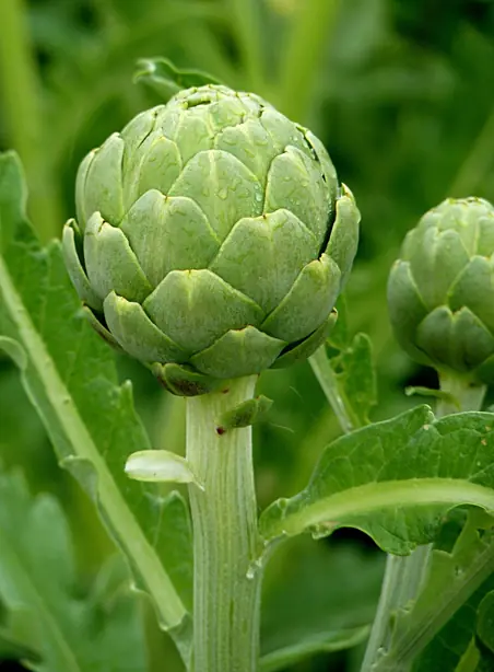 Cook Snap von kochcode-team