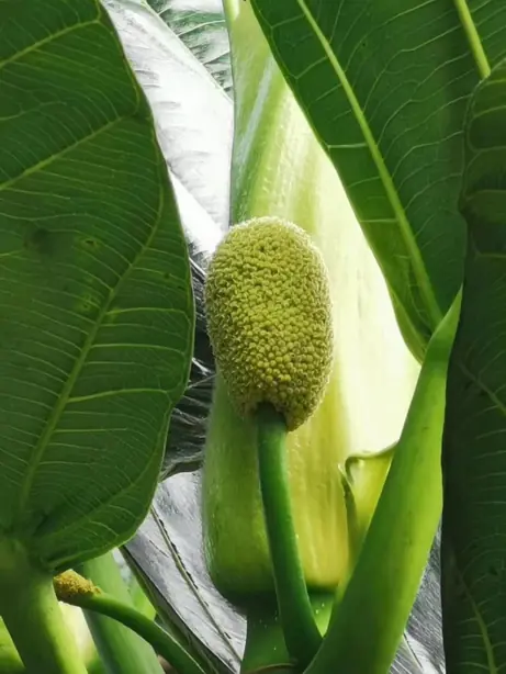 Cook Snap von kochcode-team