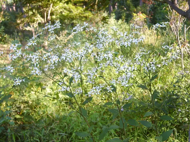 Foto von Koreanisches Chwinamul aus Asternblättern – fertig angerichtet