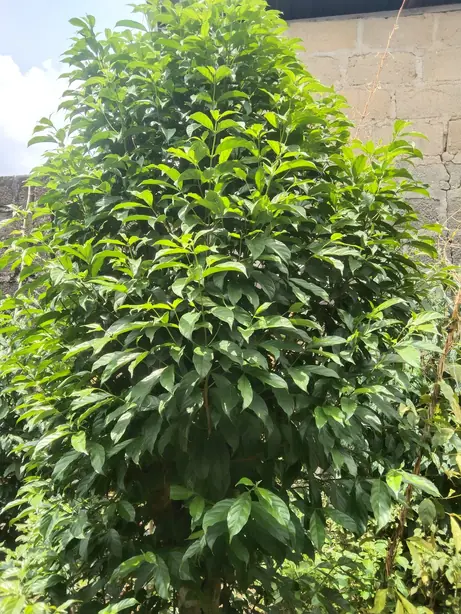 Cook Snap von kochcode-team