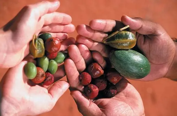 Cook Snap von kochcode-team