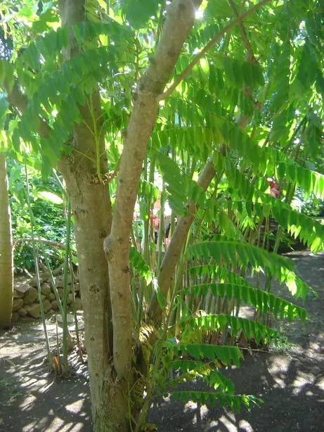 Foto von Bilimbi-Salat aus Südostasien – fertig angerichtet