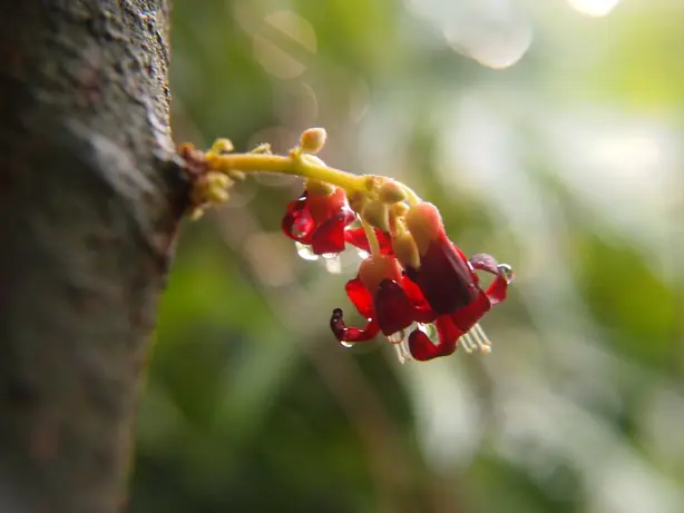 Cook Snap von kochcode-team