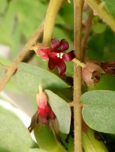 Cook Snap von kochcode-team