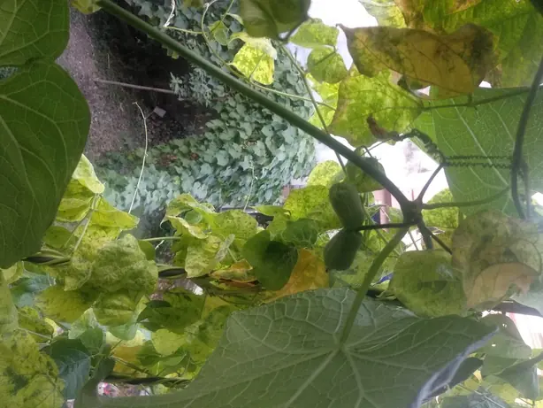 Cook Snap von kochcode-team