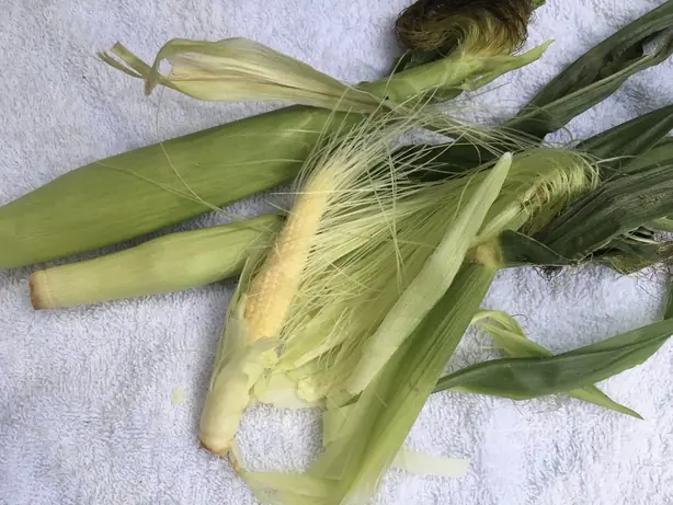 Cook Snap von kochcode-team