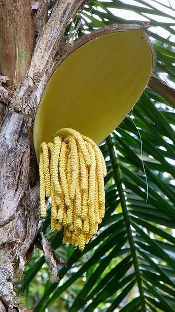 Foto von Pfirsichpalmenfrüchte gedünstet – fertig angerichtet